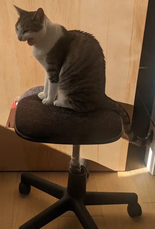 A Sun Following Chair for my Cat